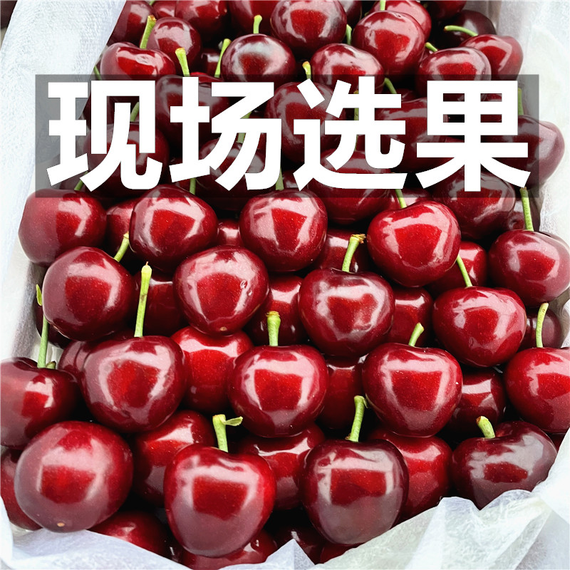现摘现货拉宾【酸甜口感】烟台大樱桃新鲜水果20-26mm3斤顺丰包邮