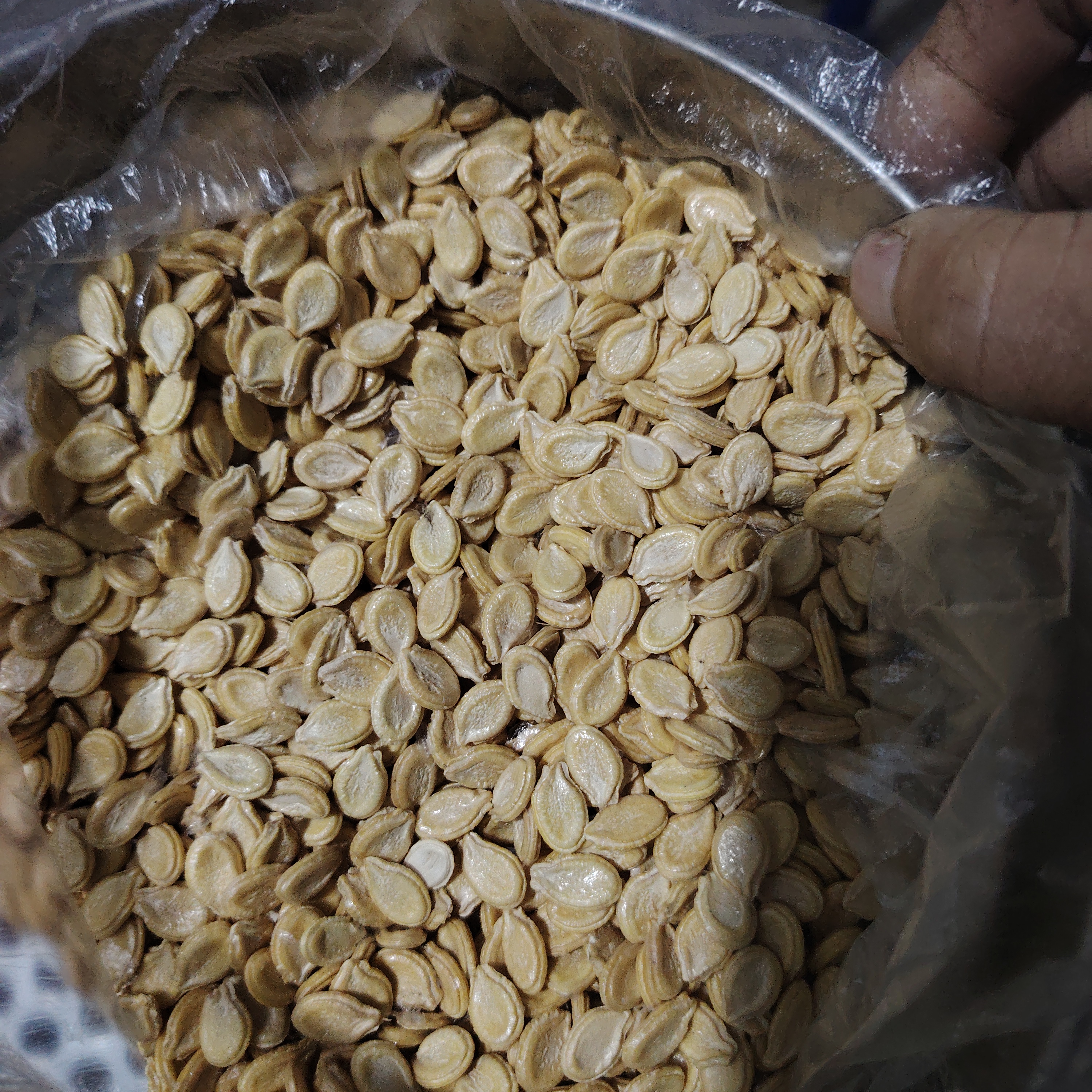 农家当季晒干冬瓜籽中药材无漂白无蒸硫无任何添加包邮