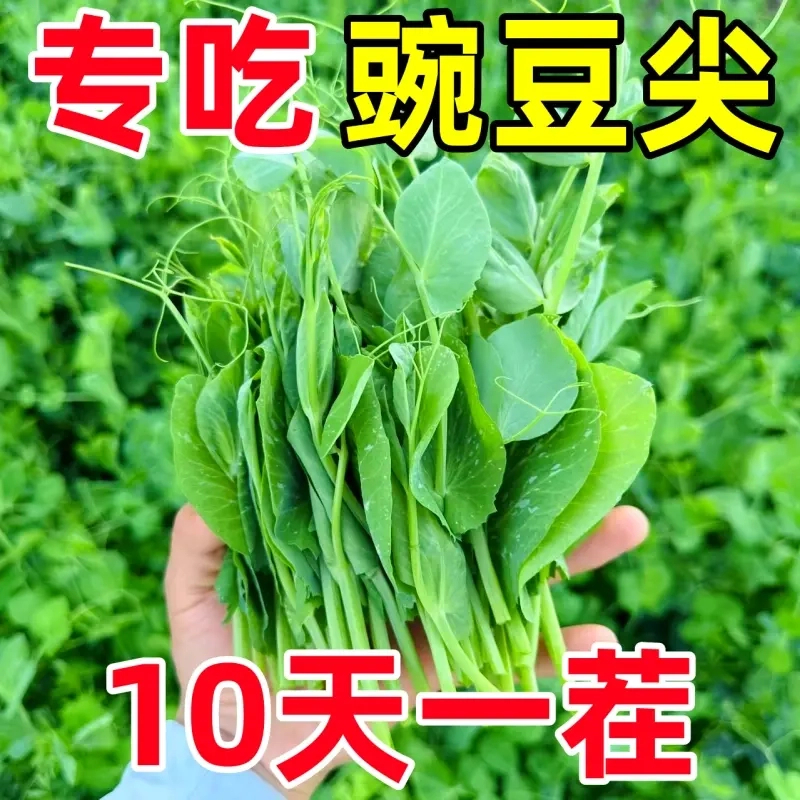 无须豌豆苗种子专吃豌豆尖四季种植芽苗菜甜豌豆种子阳台盆栽蔬菜