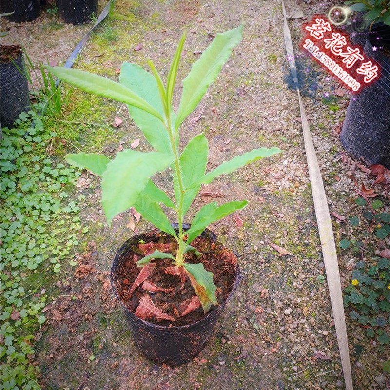 大叶昙花优选大苗可用于阳台庭院种植