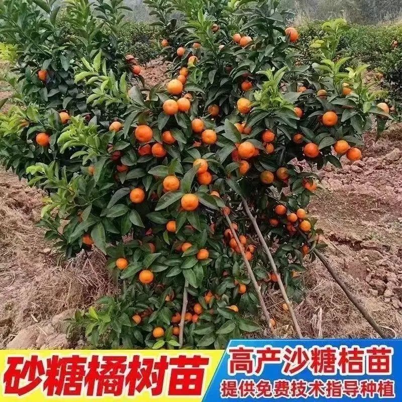 嫁接无籽砂糖橘苗盆栽地栽无核沙糖桔南方北方果树苗当年结果蜜橘
