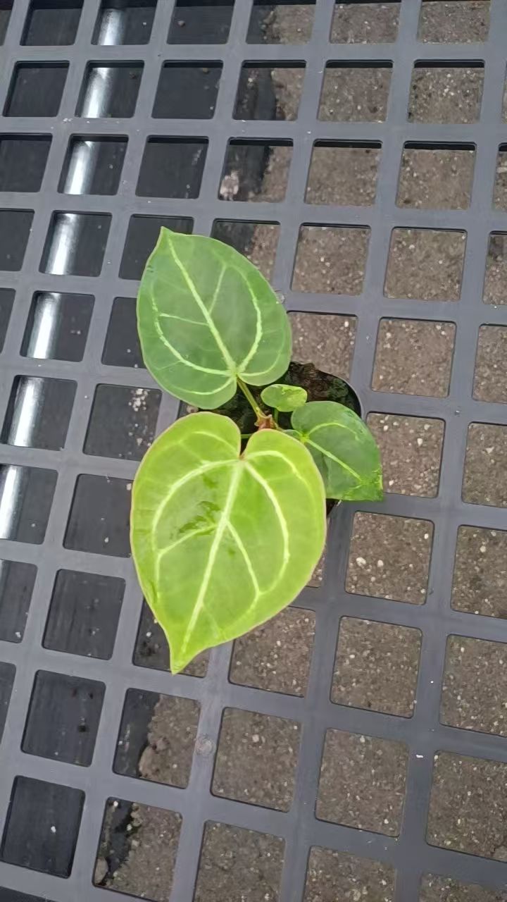 KOS  水晶花烛 观叶植物，天南星科