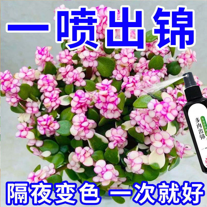 【见效快】多肉出锦药水金枝玉叶变色药专用营养液增红变色剂爆芽