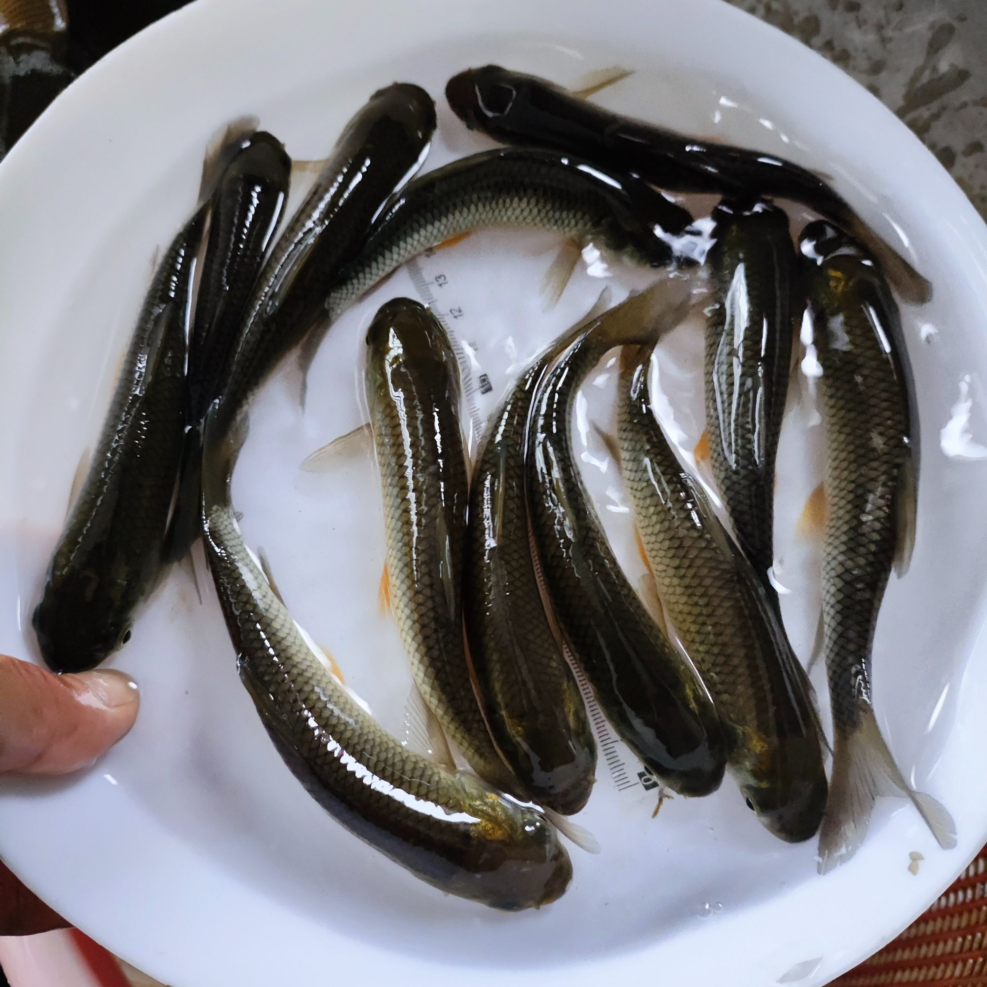 草鱼鲩鱼混子鱼淡水包邮