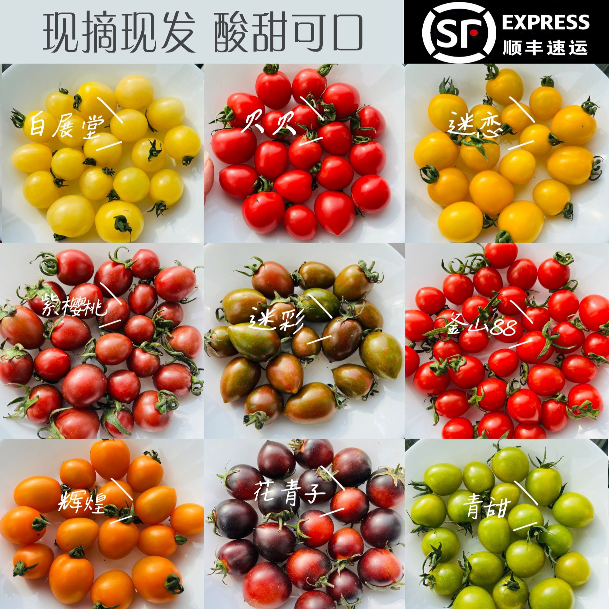 【顺丰包邮】7彩小番茄/5彩小番茄/3色小番茄-新鲜现摘现发