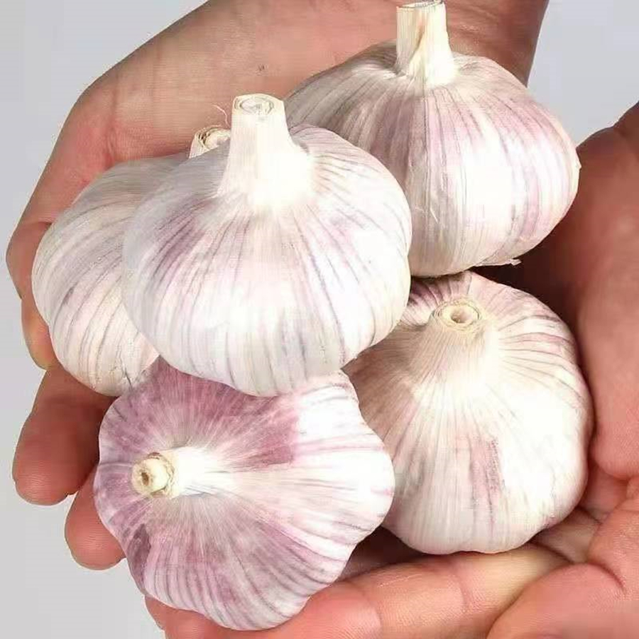 【品质大蒜】新鲜紫白皮大蒜头干蒜5斤3斤包邮自然晾晒农家沙地种植