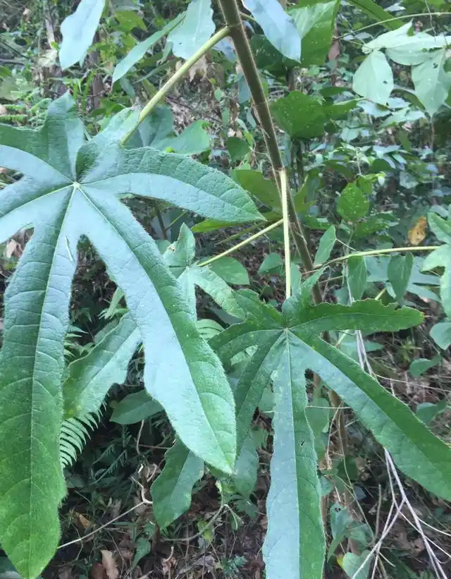 福建深山正宗七指毛桃根晒干扎把大根砍断500g包邮