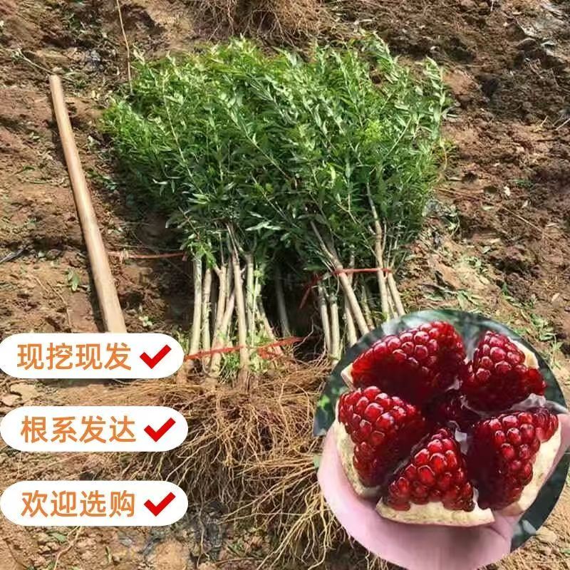 石榴树树苗突尼斯软籽大红袍纯甜南北方种植盆栽地栽庭院果树