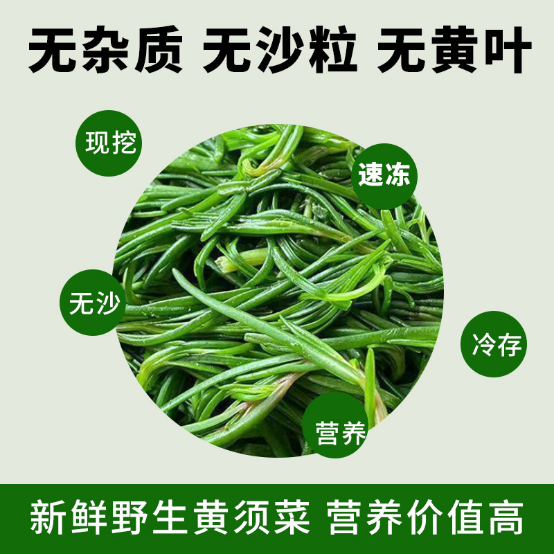 弱碱性农家传统野菜 盐碱滩涂 自然生长黄须菜，营养丰富，鲜嫩翠香