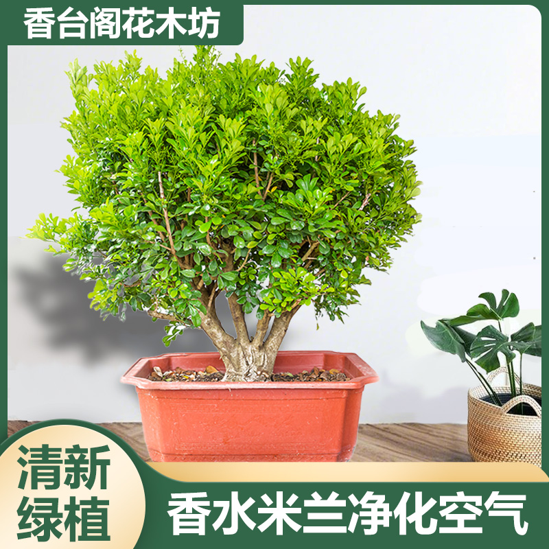 【一物一拍】香水米兰老桩盆栽带花苞庭院阳台绿植四季开花好养易活