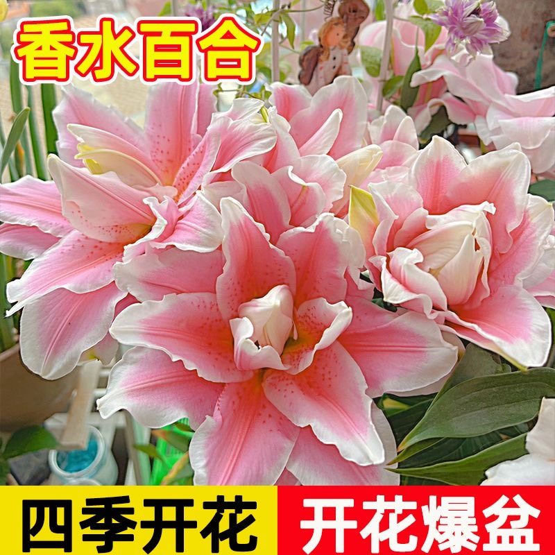 【特价】进口带芽香水百合花种球多年生室内外盆栽四季观赏花浓香型
