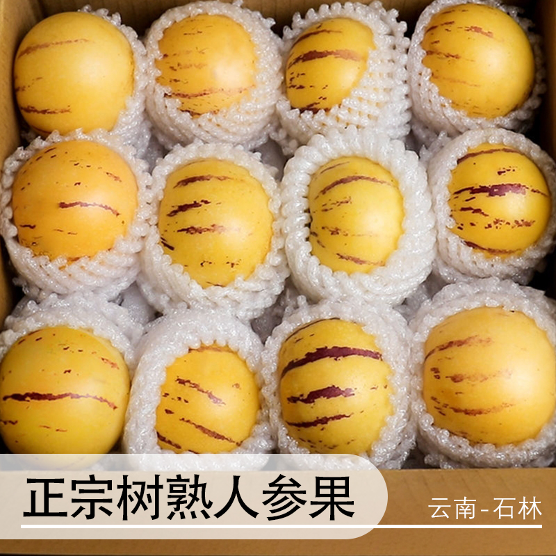 【真 · 树上熟】云南石林人参果树上熟黄肉圆果净重4.5斤坏果包赔