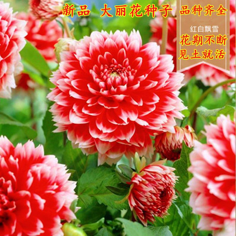 ..‘爆款大丽花种子爆款重瓣进口四季易种多年生花籽阳台盆栽庭院
