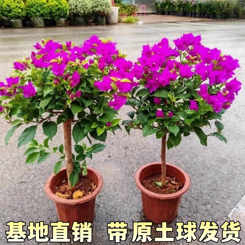 好养易活三角梅花树苗盆栽花卉老桩特大苗漳红樱室内阳台高端爬藤