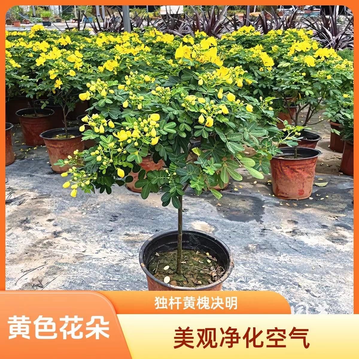 【带花苞发货】黄金梅盆栽木本植物多年生花卉室内外开花庭院耐寒