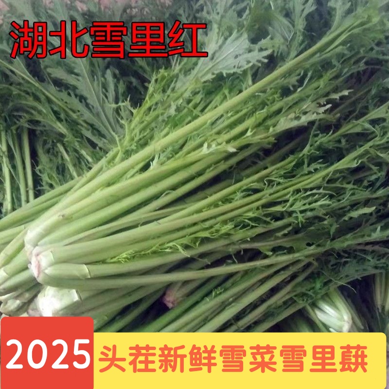 新鲜雪里红湖北农家现砍正宗雪菜春不老青菜腊菜雪里蕻腌制咸菜