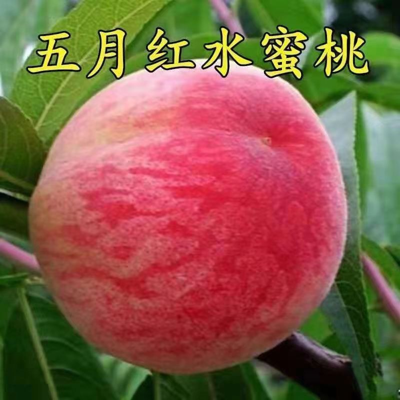 嫁接早熟特大五月红水蜜桃树苗南北方种植盆栽地栽果树苗大全