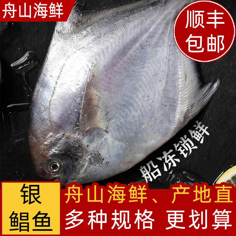 舟山银鲳鱼新鲜冷冻海鲜冰鲜东海昌鱼白鲳鱼昌扁鱼大昌鱼平鱼鳊鱼