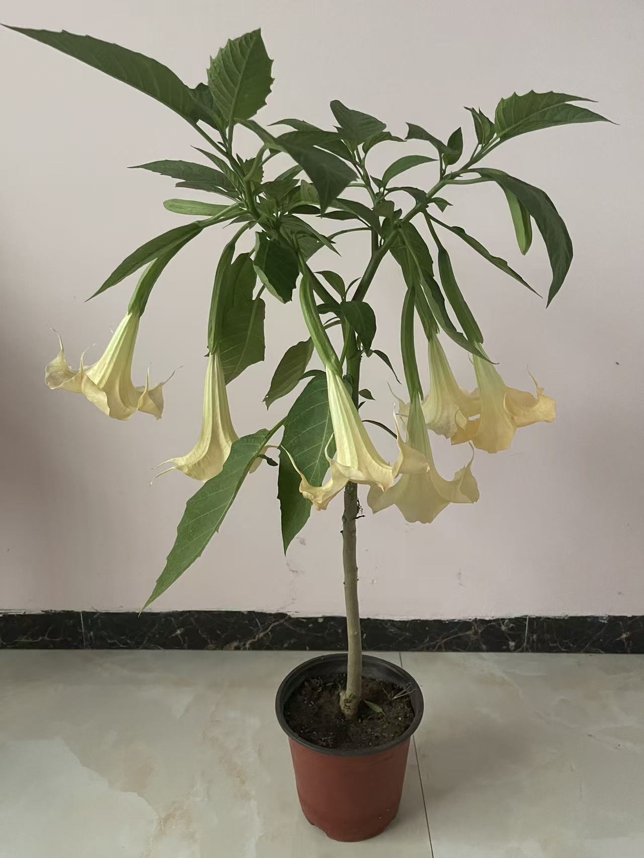 多年生四季开花木本曼陀罗花苗适合阳台庭院别墅民宿盆栽