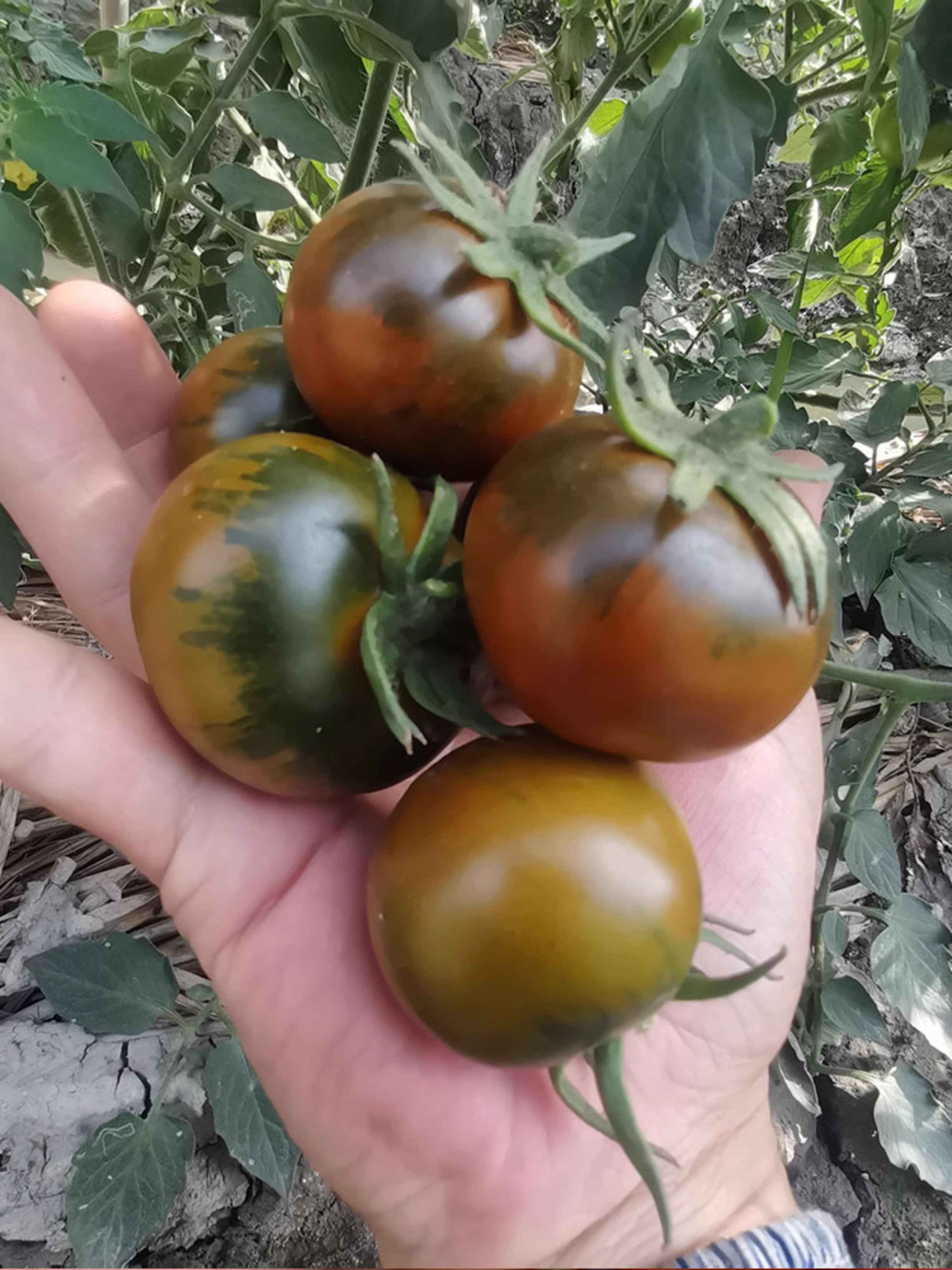 正宗福建铁皮柿子水果超甜铁春桃东北紫黑春桃正宗铁皮柿子