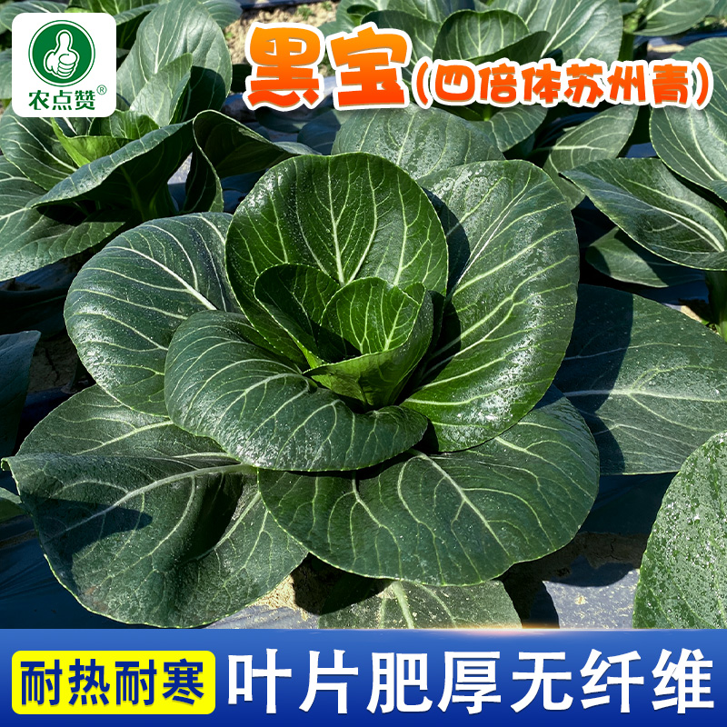 【zs】黑宝苏州青种子上海青种籽蔬菜种子油菜简单青菜耐热