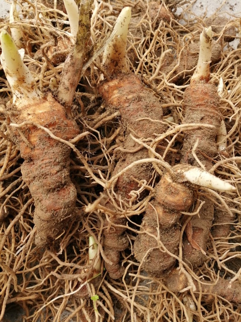 滇重楼 农户直销 （自家仿野生种植）七至十年大块茎