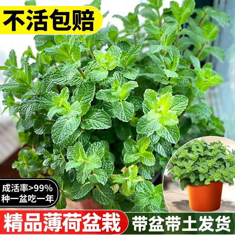 【耐寒可食用】薄荷盆栽留兰香四季常青易活可水培苗客厅桌面植物