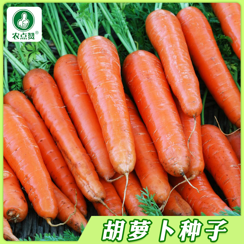 三红胡萝卜种子 水果萝卜耐热耐寒夏秋播种四季蔬菜种子