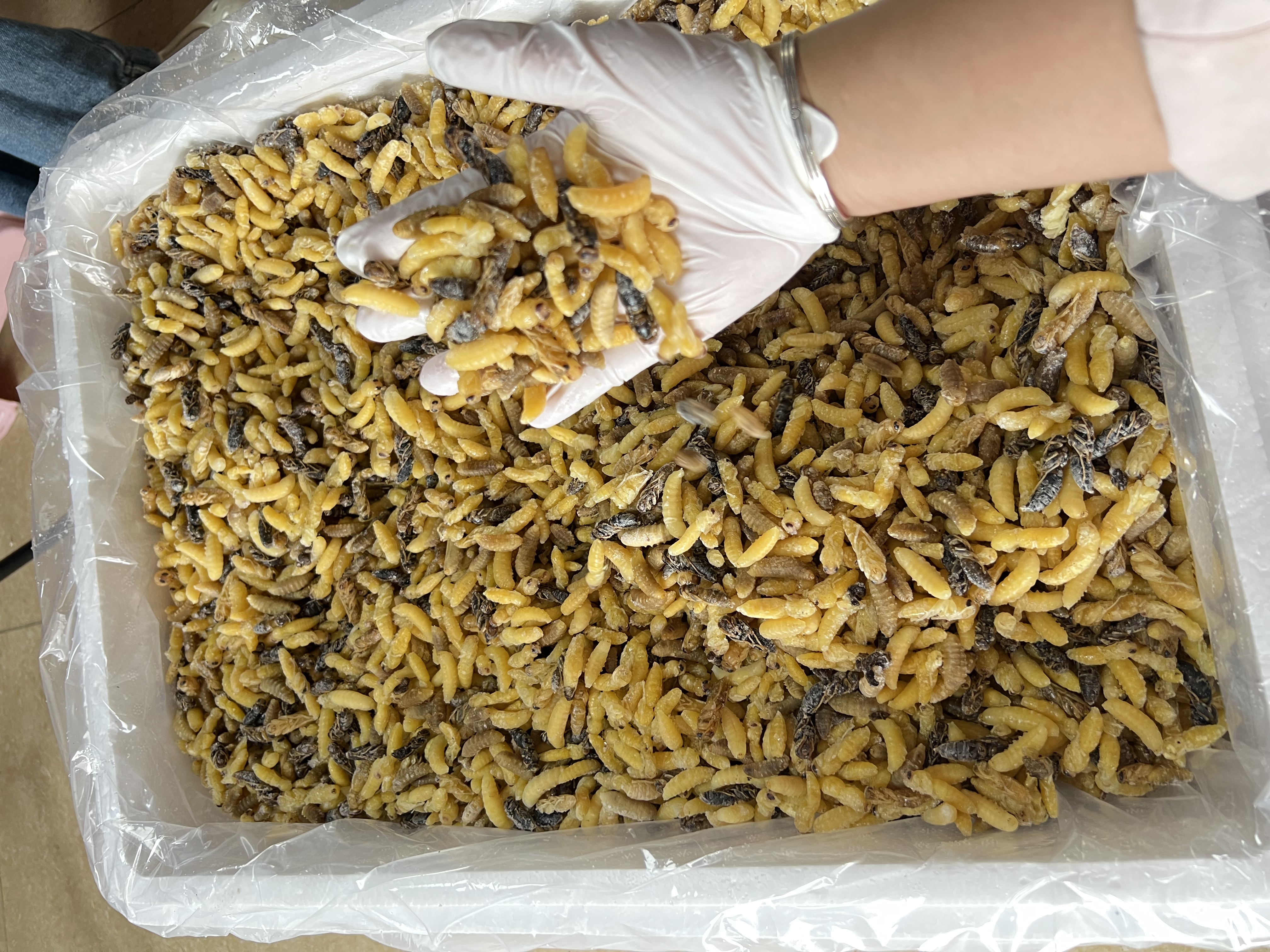 【蜂多多】2025七里黄脚树蜂统货下酒菜，冷链发货顺丰包邮