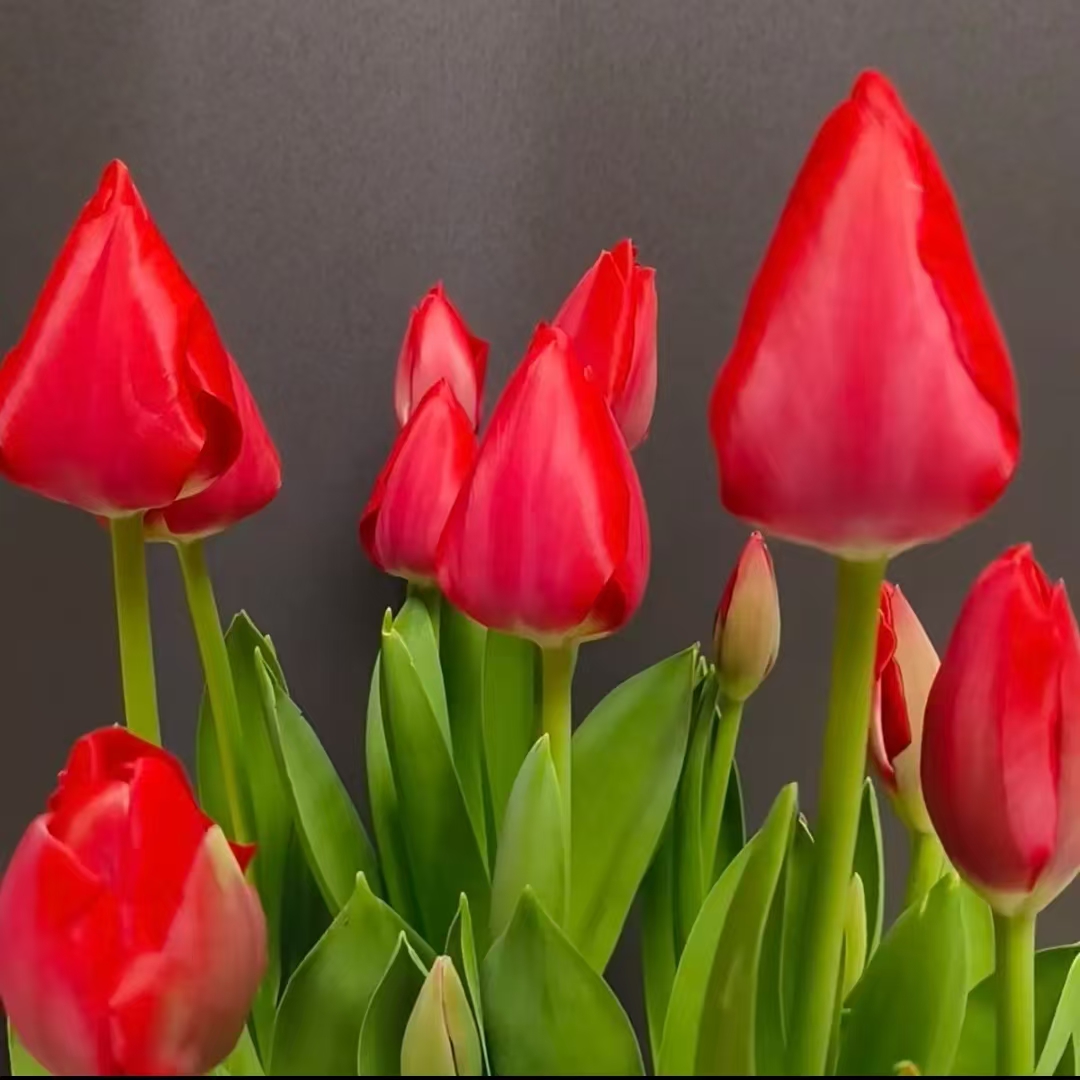 荷兰进口(郁金香五度球)四季水培土培耐寒花卉种球室内鲜花植物