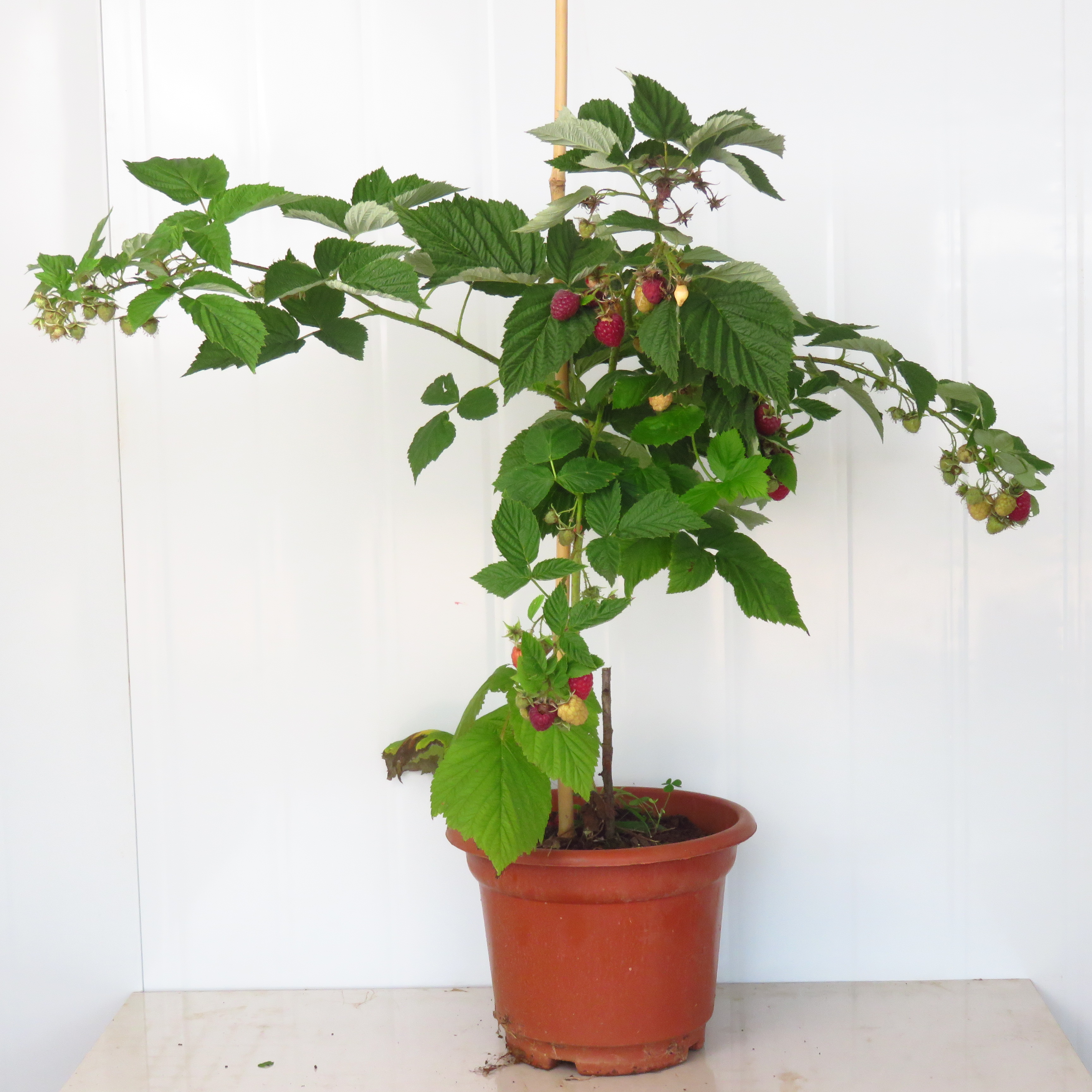 树莓苗中盆【死了包赔】耐寒，浇水就活可室内、阳台、庭院绿植盆栽