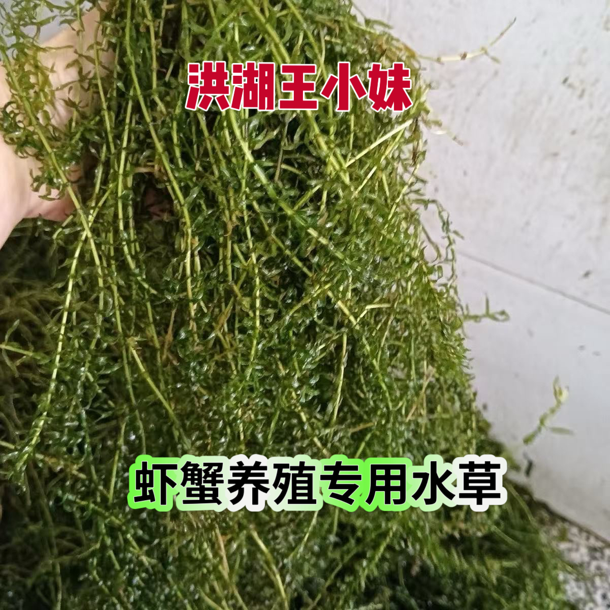 伊乐藻吃不败鱼虾蟹养殖用水草低温速成活鲜草包邮