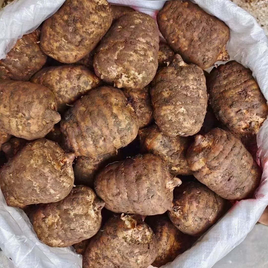 新鲜天麻仿野生种植可煲汤炖肉泡酒的正宗天麻