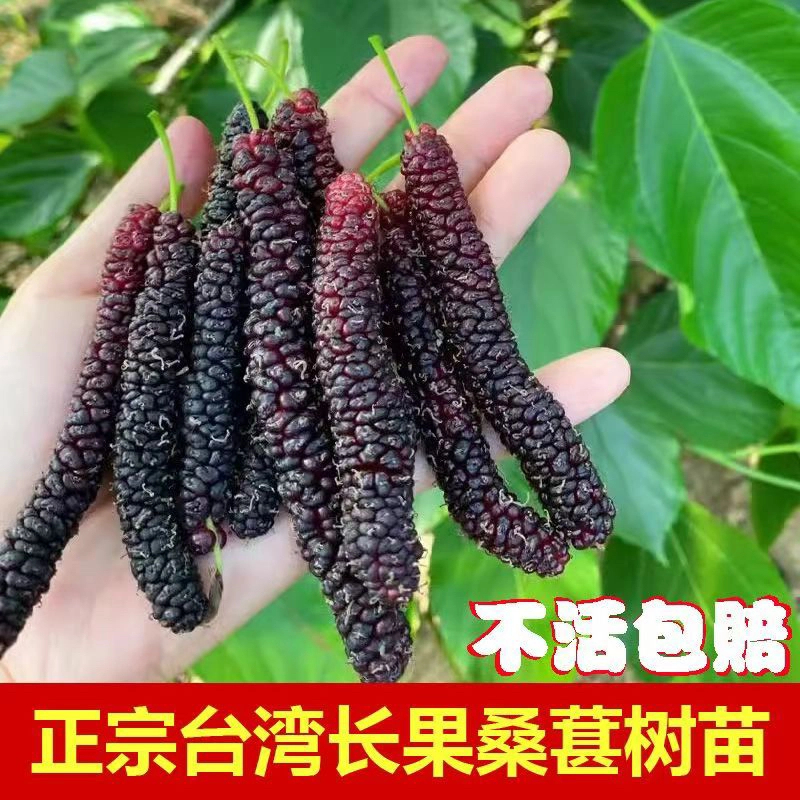 正宗长果桑桑葚树苗无籽十大果桑黑桑四季种植当年结果长果桑葚苗