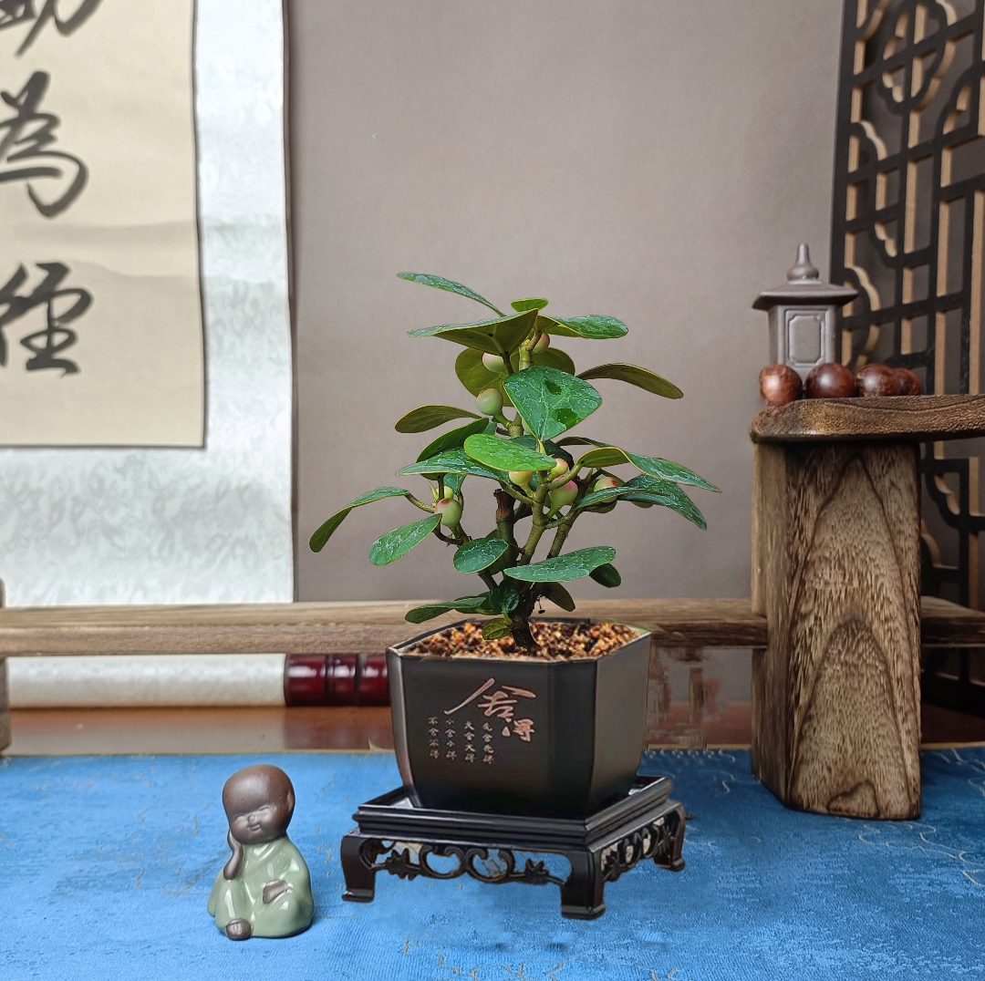 小盼菩提带果发货室内盆栽净化空气桌面盆景好养活绿植新中式植物