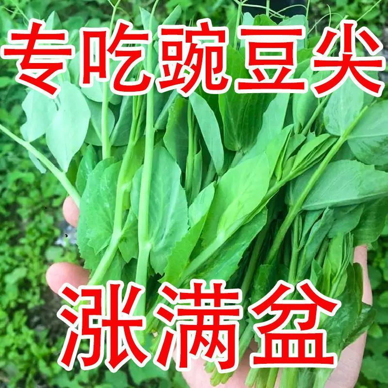 大胖无须豌豆尖种子豌豆苗种籽碗豆颠荷兰豆四川秋冬盆栽蔬菜种孑