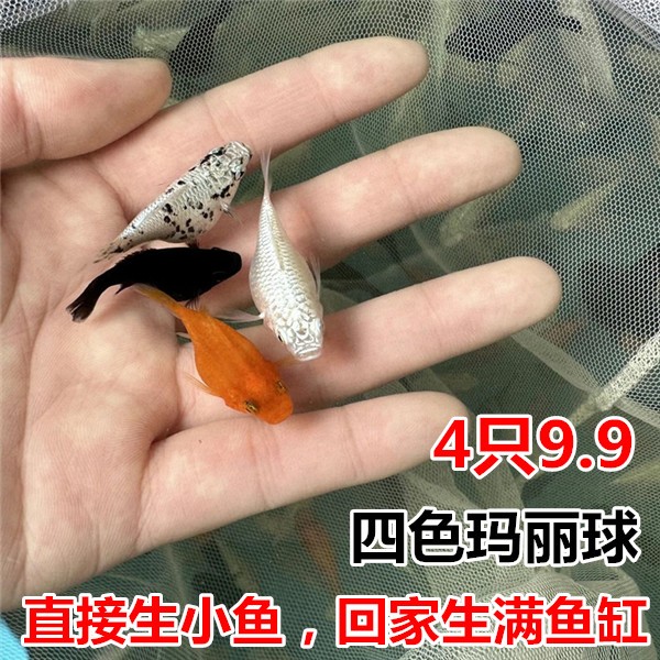 玛丽球鱼奶牛玛丽球 月光鱼胎生鱼直接下小鱼大肚怀孕鱼米奇孔雀