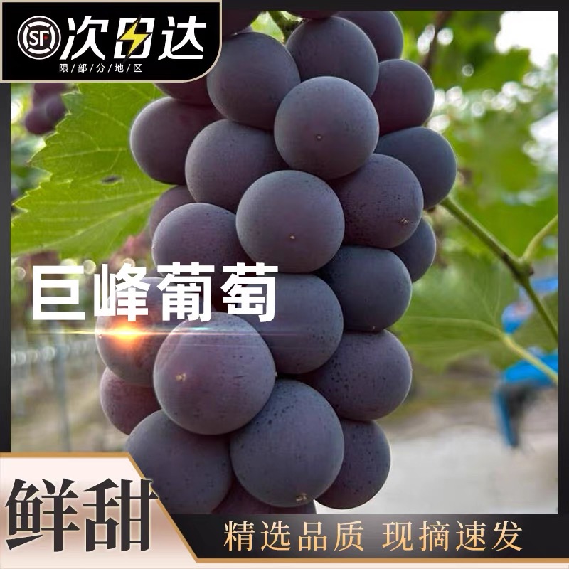 现摘巨峰葡萄东北辽宁当季新鲜水果粒大酸甜无籽入口多汁顺丰包邮