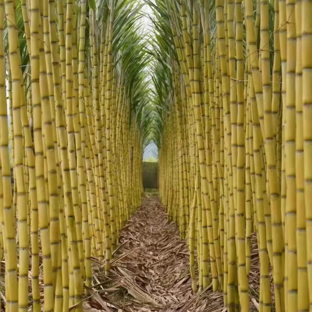 【广西】黄金甘蔗清甜脆甜汁多口感好产地直发