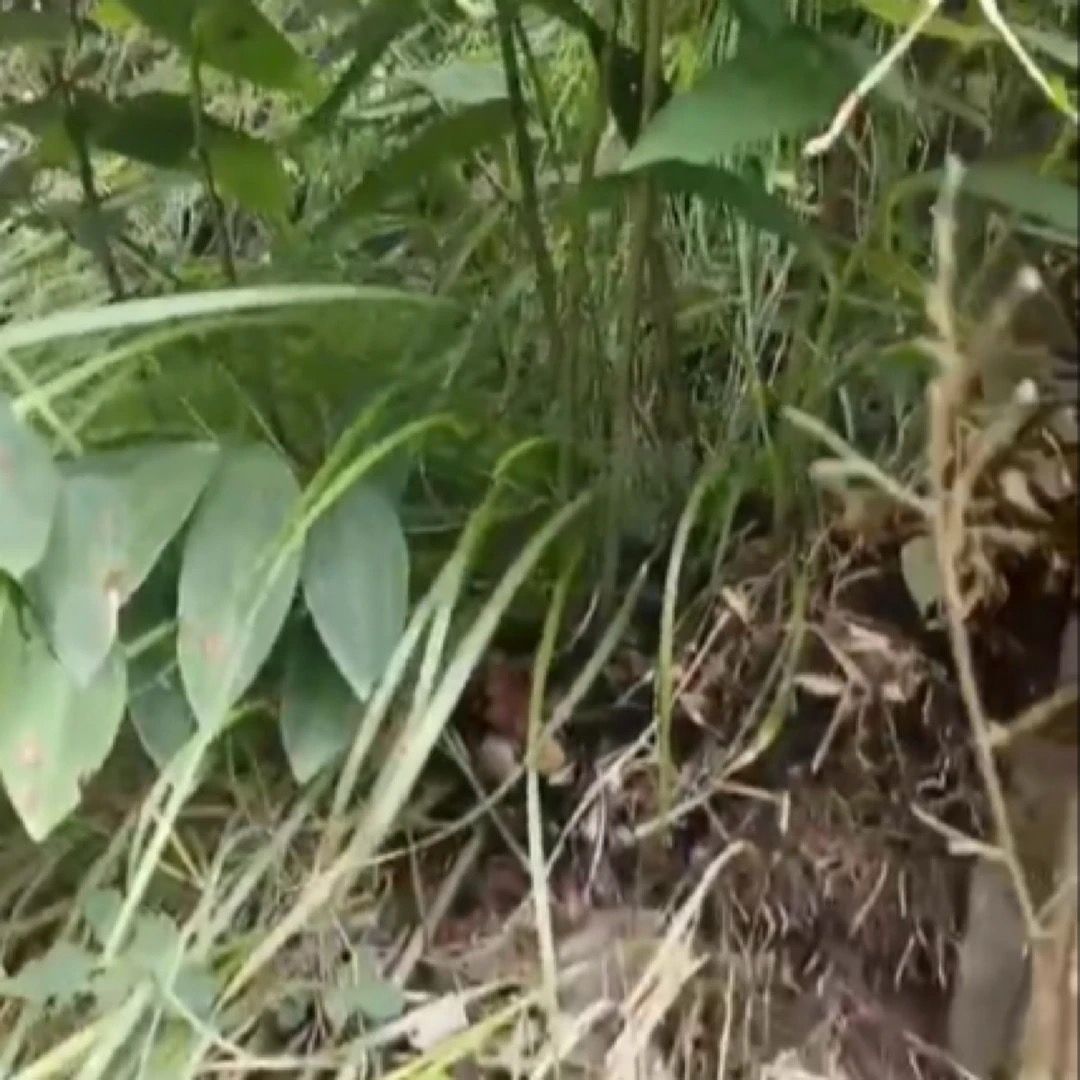 蛟哥优品 永嘉高山黄山姜