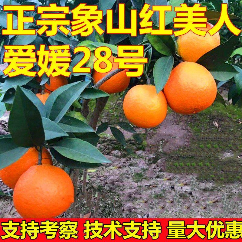 正宗象山红美人柑橘苗爱媛28号38号早熟桔子树苗南方种植当年结果