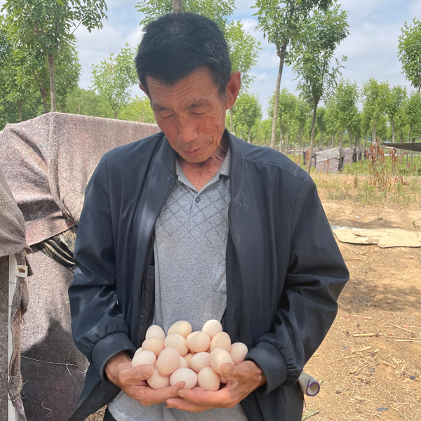 丰禾园 林下散养土鸡蛋 30枚/礼盒装 现捡现发