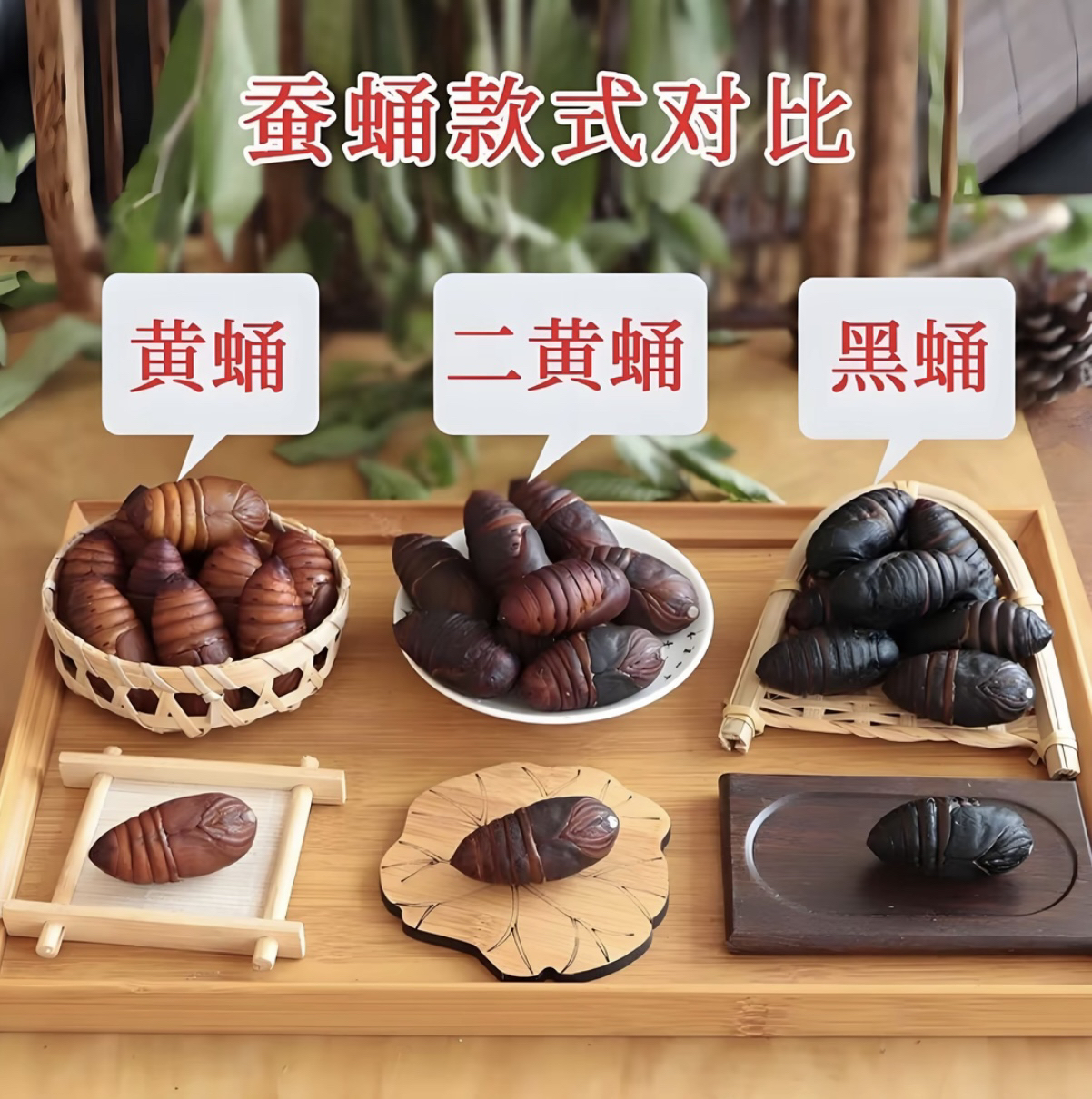 东北特产 新鲜蚕蛹 初级农产品 大黑活蛹 泡沫箱冰袋发货