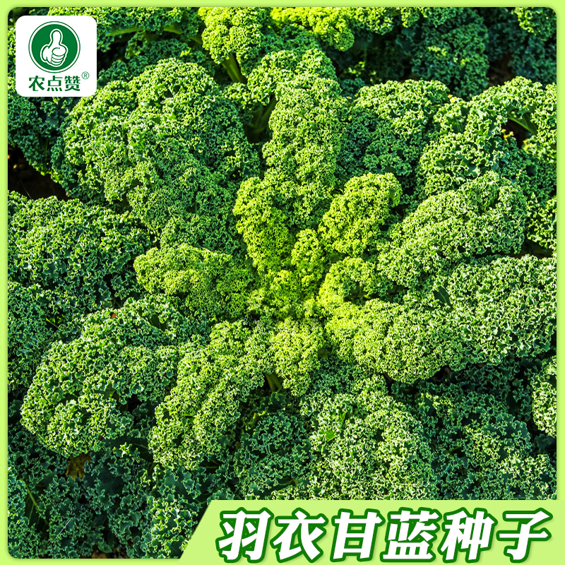 【羽衣甘蓝种子】四季播种有机高钙耐寒使用橄榄菜庭院盆栽四季菜种