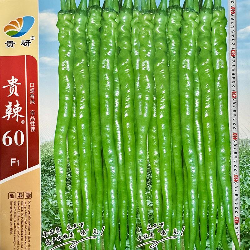 贵辣60特长香辣线椒王长辣椒种籽亩产过万斤基地专用高产辣椒种孑