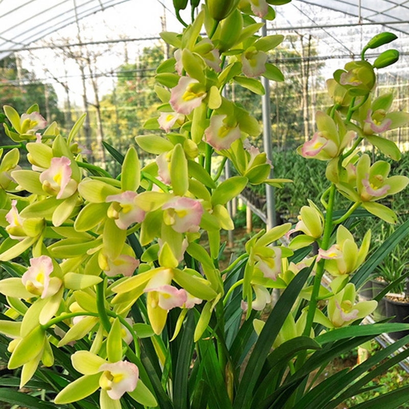 大花蕙兰香水香兰红宝石黄金小神童自然养植带花苞