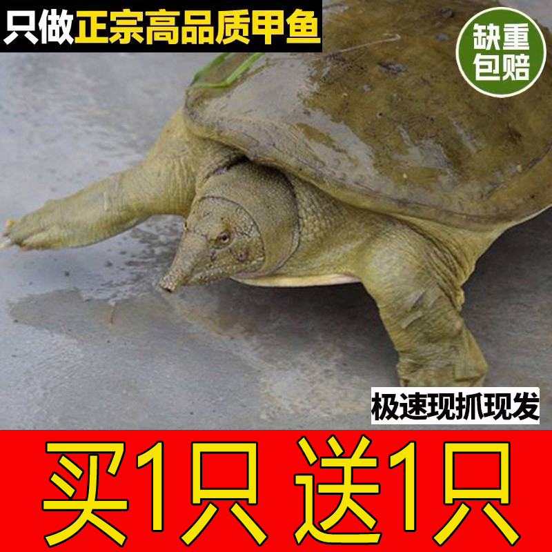 【大促销 买1只 送1只】新鲜活甲鱼活体水鱼团鱼王八食用小甲鱼苗小