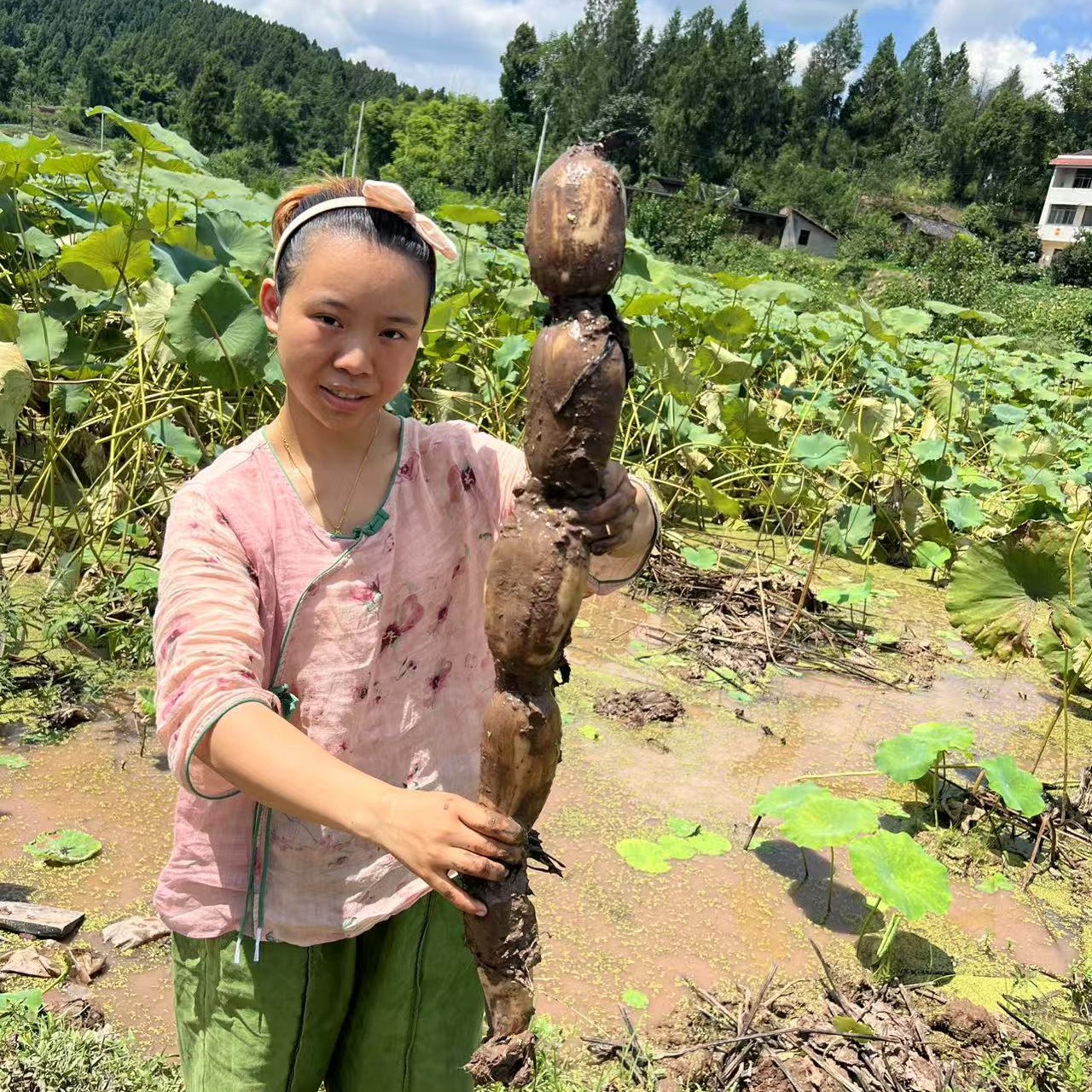 四川南充现挖新鲜莲藕圆通快递包邮