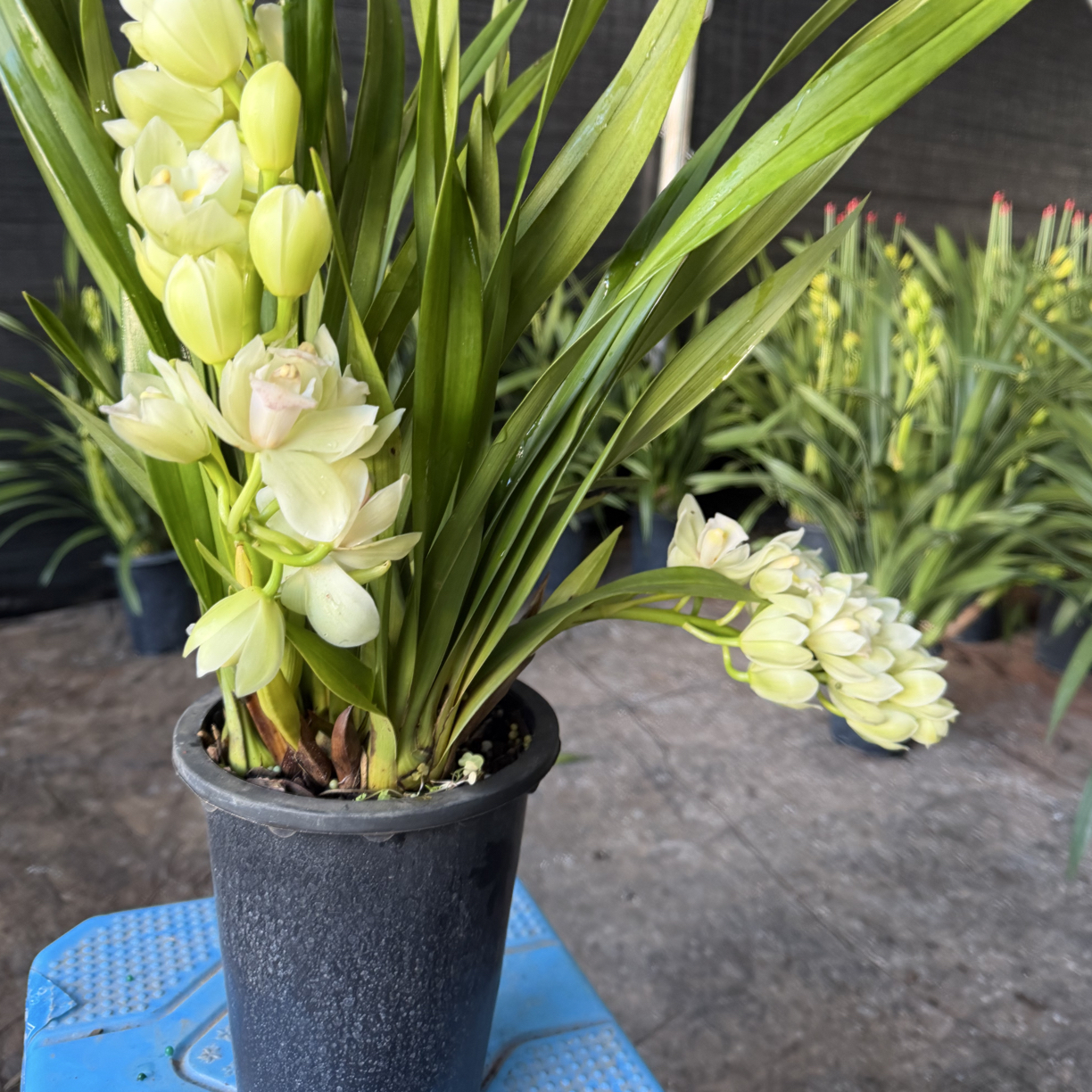 红双喜 白玉兰 带花多花室内素花盆栽兰花四季好养（不售后）