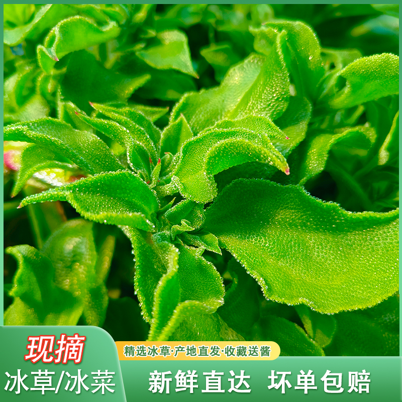 （鲜）苏北冰菜天英冰草1-5斤新鲜冰叶沙拉蔬菜冰菜冰草凉拌菜